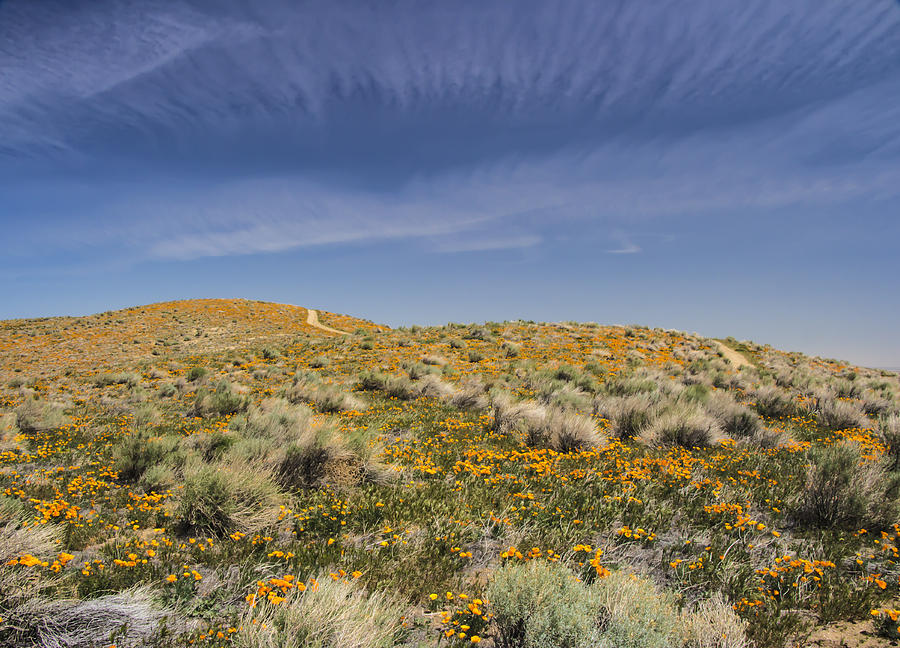 Antelope Valley Poppy Reserve #14 Photograph by Beth Taylor