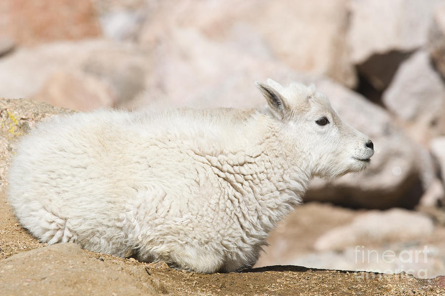 Baby Mountain Goats On Mount Evans Photograph
