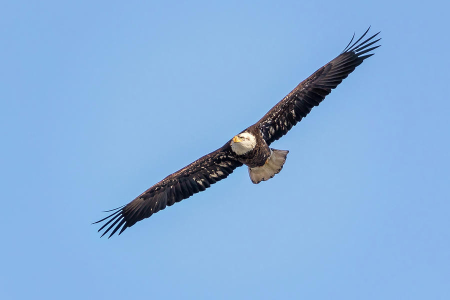 Bald Eagle #14 Photograph by Peter Lakomy