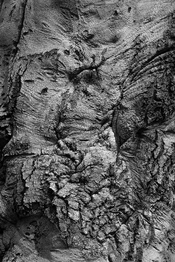Bark #14 Photograph by Robert Ullmann