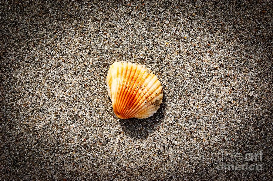 Beach Shell Photograph - Beach Shell #14 by Scott Diffee
