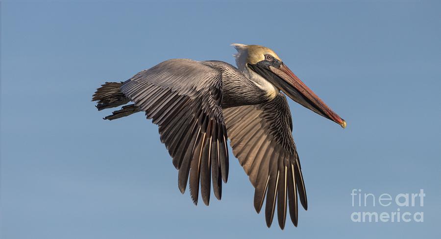 Beautiful Pelican Photograph by Paulette Thomas