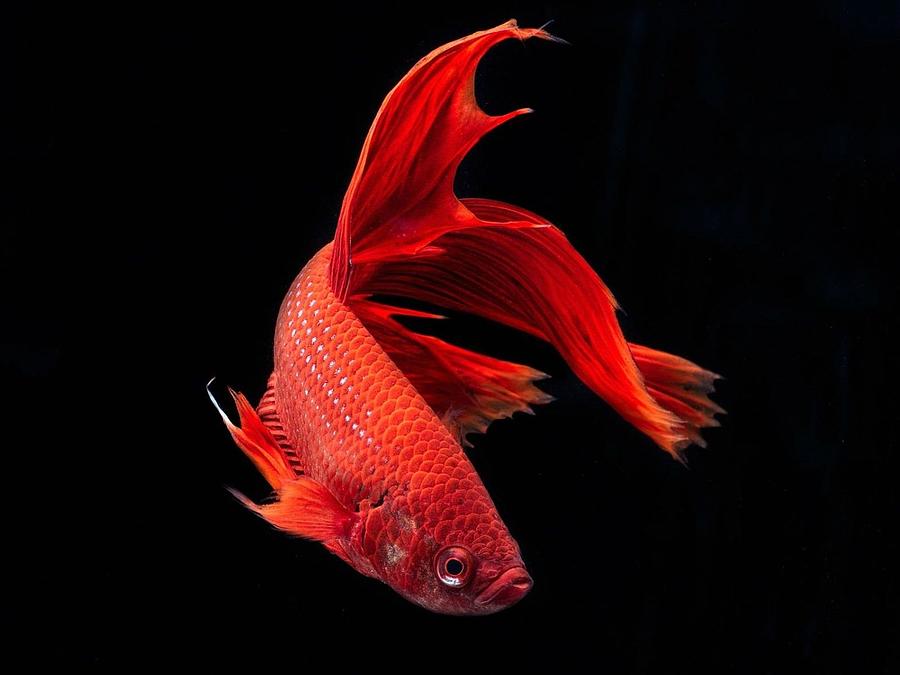 Goldfish Photograph - Betta #14 by Mariel Mcmeeking