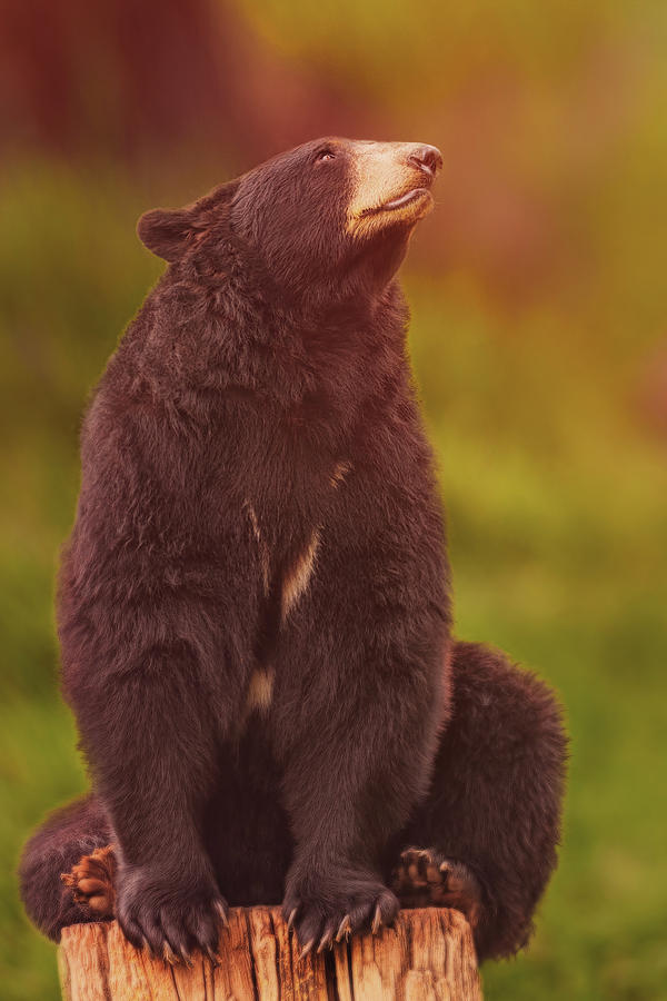 Black Bear #14 Photograph by Brian Cross
