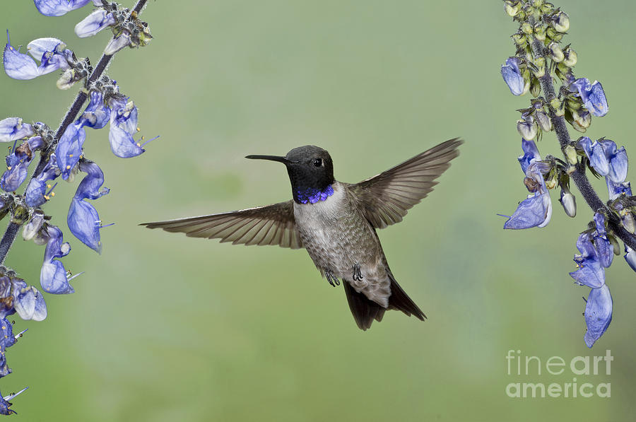 Hummingbird Photograph - Black-chinned Hummingbird #14 by Anthony Mercieca
