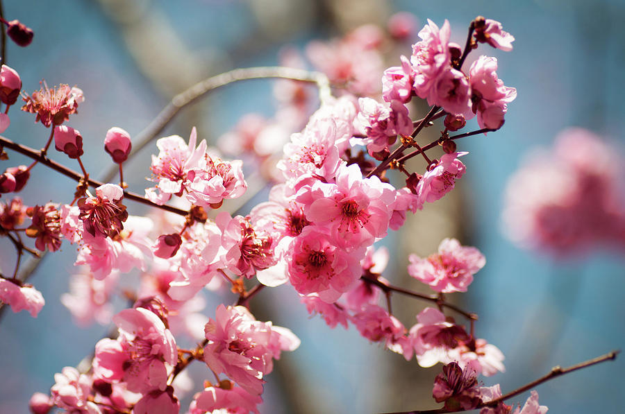 Spring Digital Art - Blossom #14 by Super Lovely