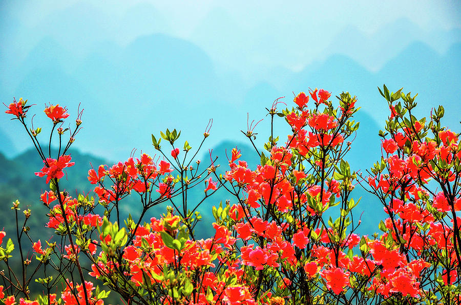  Blossoming azalea and mountain scenery #14 Photograph by Carl Ning