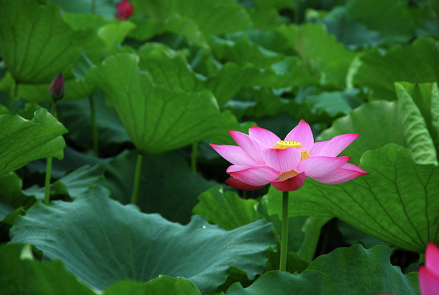 Blossoming lotus flower closeup #14 Photograph by Carl Ning