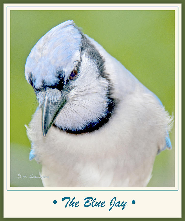 Blue Jay, Animal Portrait #14 Photograph by A Macarthur Gurmankin