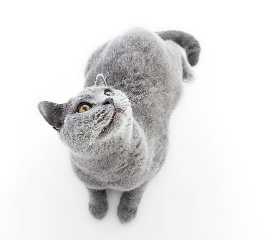 British Shorthair cat isolated on white. Lying #14 Photograph by Michal Bednarek