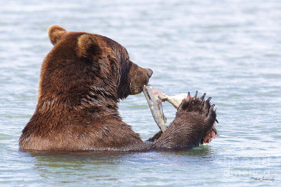 Brown Bear #14 Photograph by Steve Javorsky