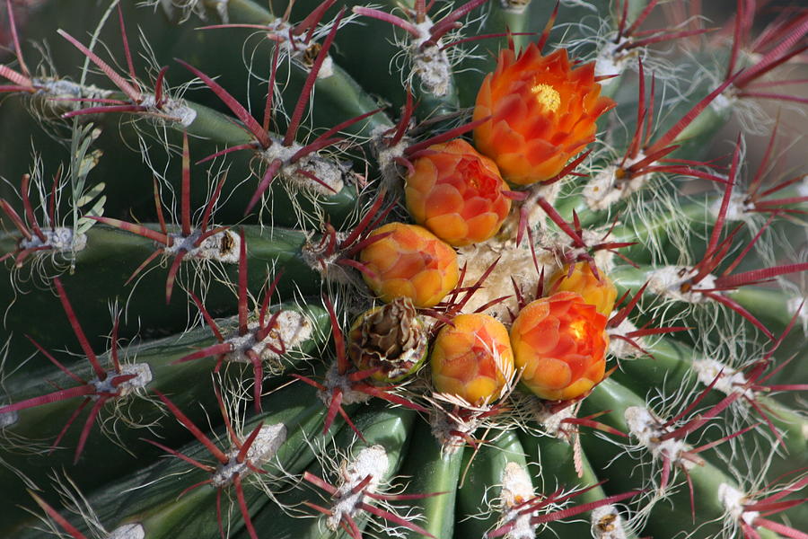 Cactus Flowers #15 Photograph by Douglas Miller