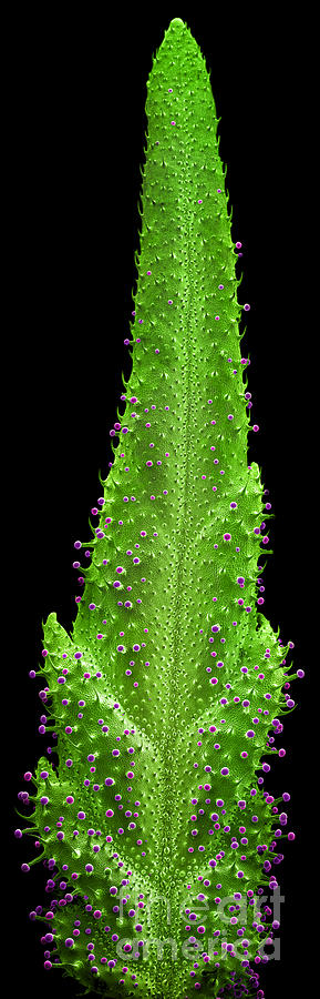 Anatomy Photograph - Cannabis Leaf SEM #14 by Ted Kinsman