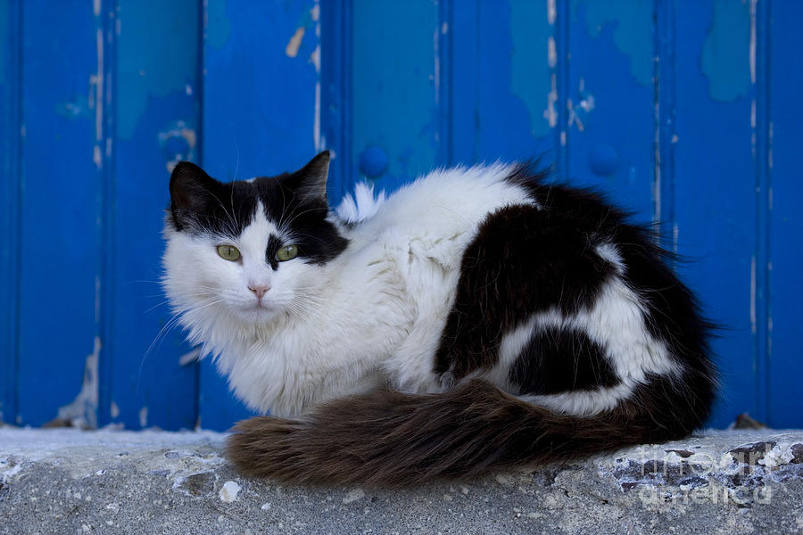 Cat On A Greek Island #14 Photograph by Jean-Louis Klein & Marie-Luce Hubert