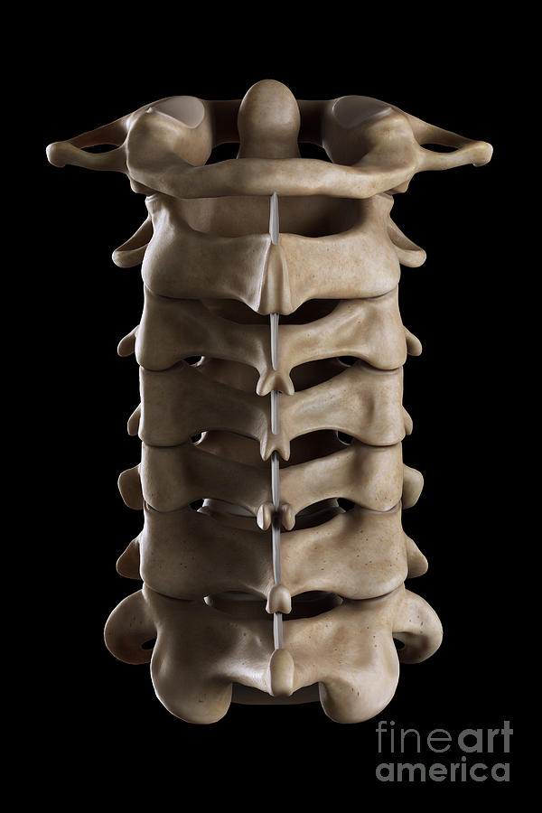 Cervical Vertebrae #14 Photograph by Science Picture Co