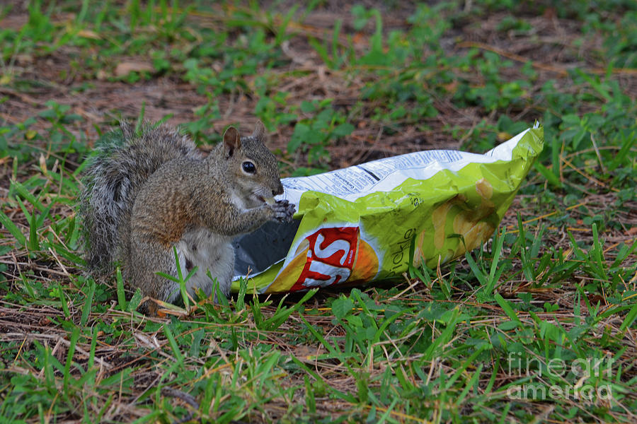 14- Chip Lovin Squirrel Photograph by Joseph Keane