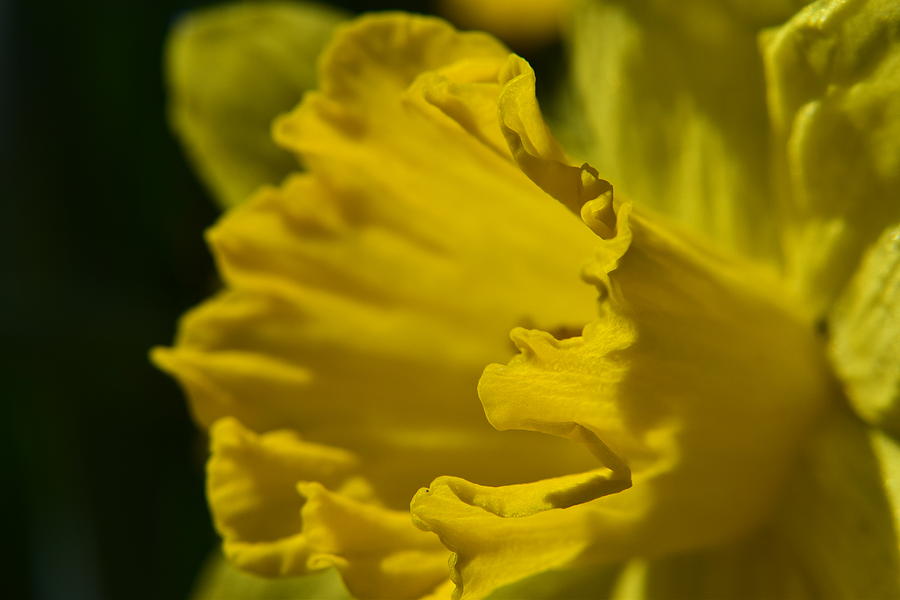 Daffodil #14 Photograph by Curtis Krusie