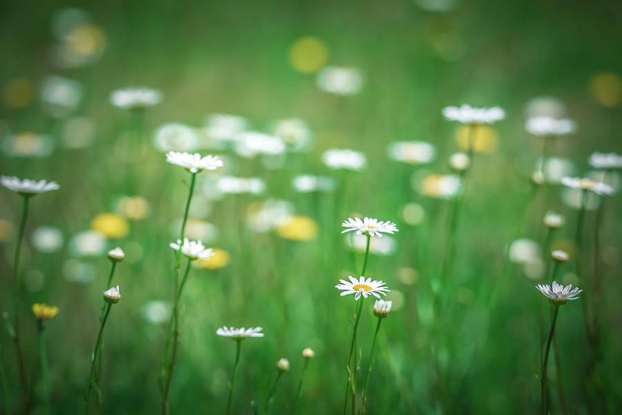 Daisy Flower Bloom On A Meadow In Summer #14 Photograph by Alex Grichenko