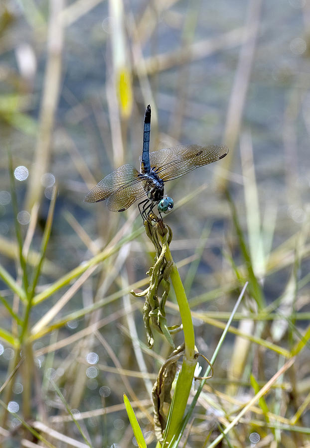 Dragonfly #14 Photograph by Gouzel -