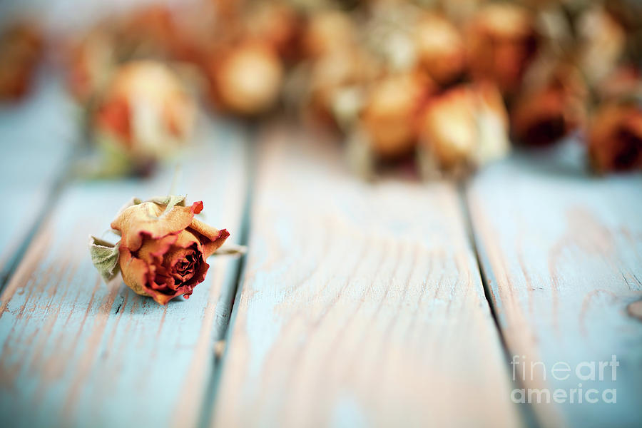 Dried roses #14 Photograph by Kati Finell