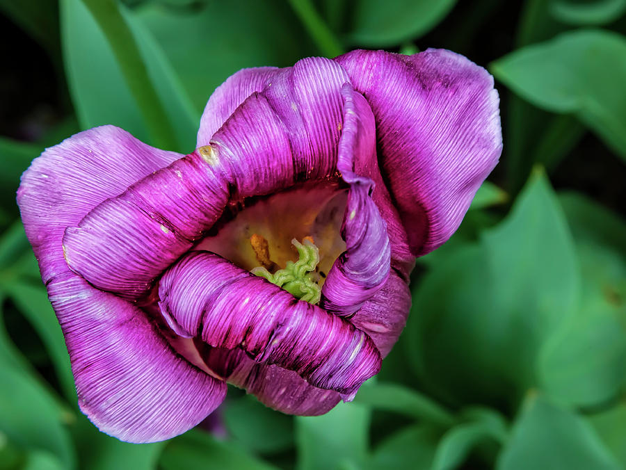 Dying Tulip #14 Photograph by Robert Ullmann