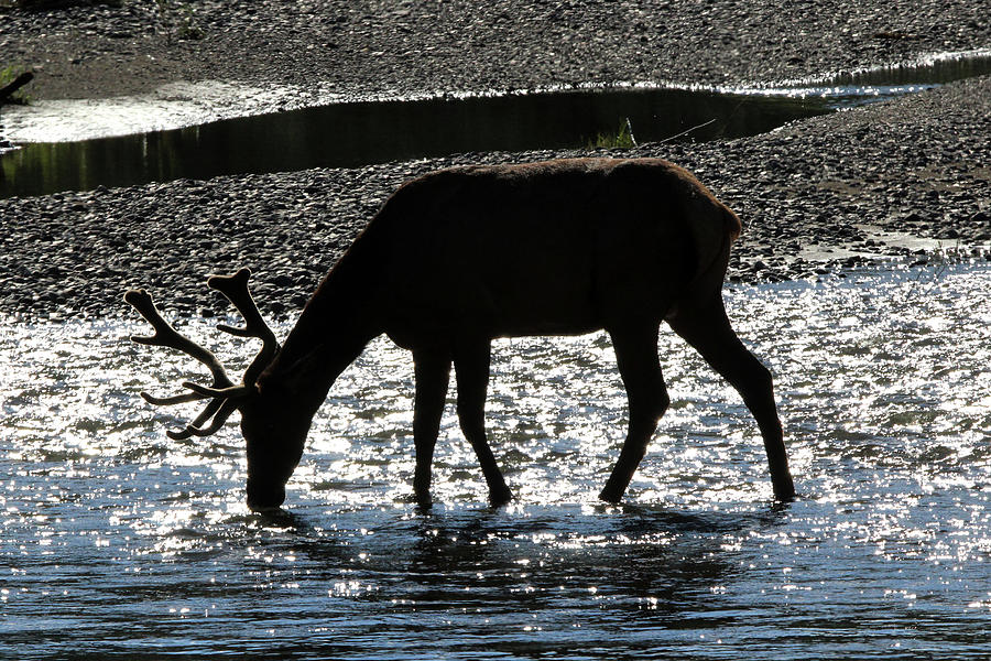 Elk Yellowstone USA #14 Photograph by Bob Savage