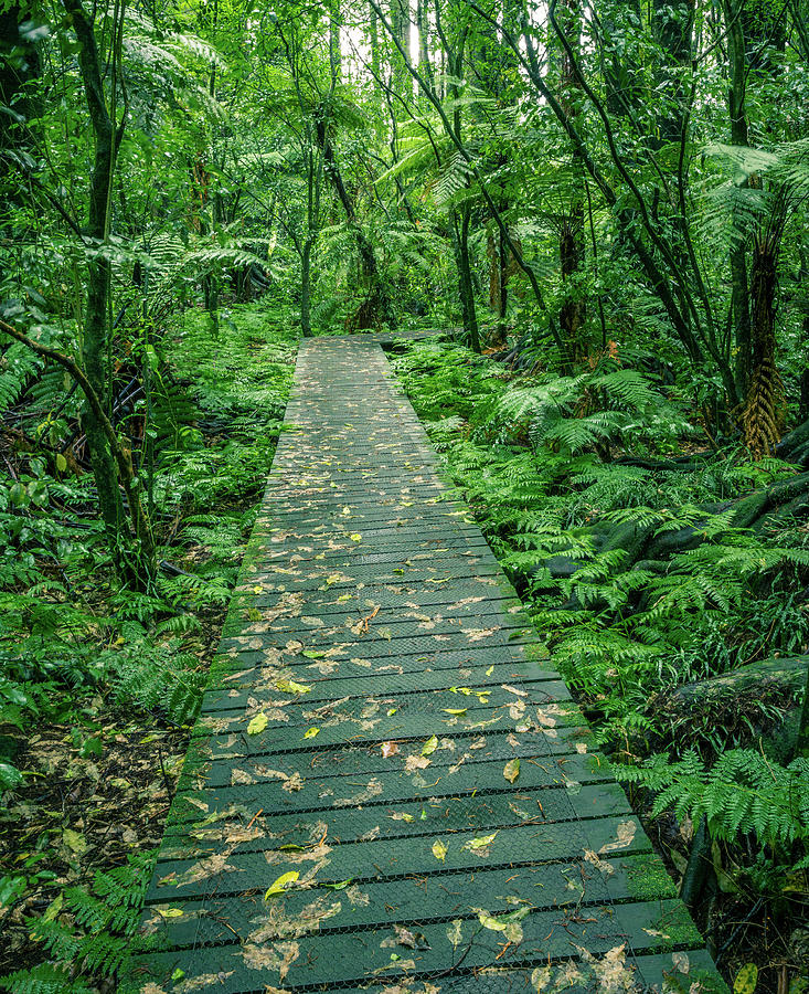 Forest boardwalk 7 Photograph by Les Cunliffe