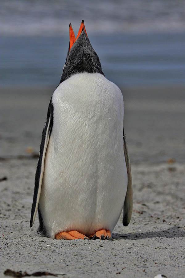 Gentoo Penguins Falkland Islands #14 Photograph by Paul James Bannerman