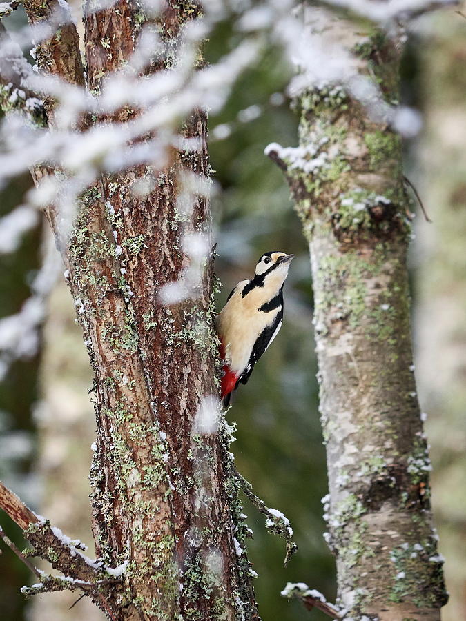 Great spotted woodpecker #14 Photograph by Jouko Lehto
