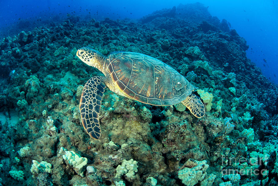 Green Sea Turtle #14 Photograph by Dave Fleetham - Printscapes