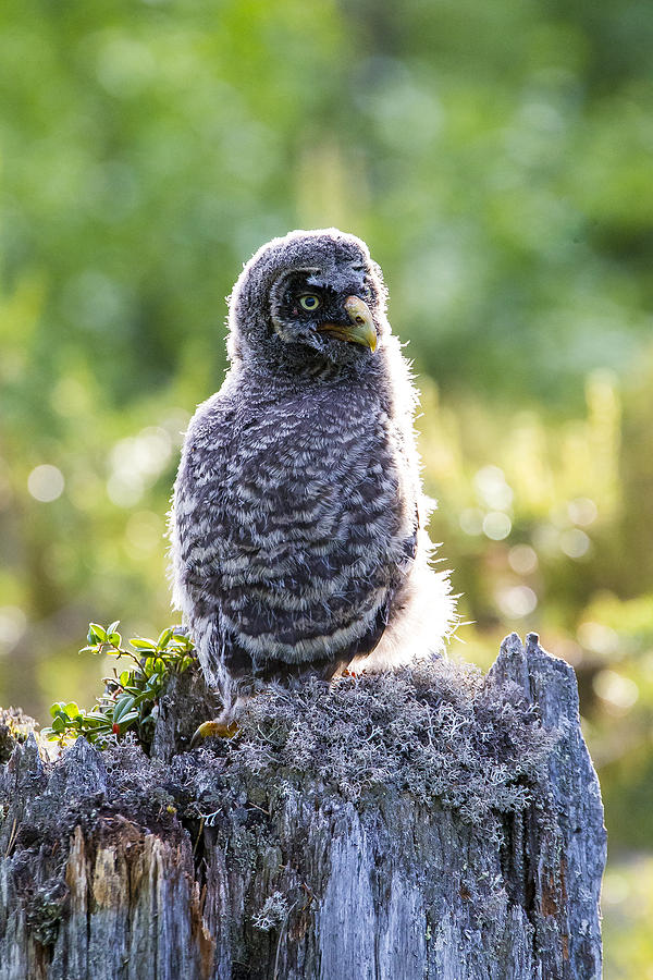Owl Photograph - Grey Owl #14 by Borje Olsson