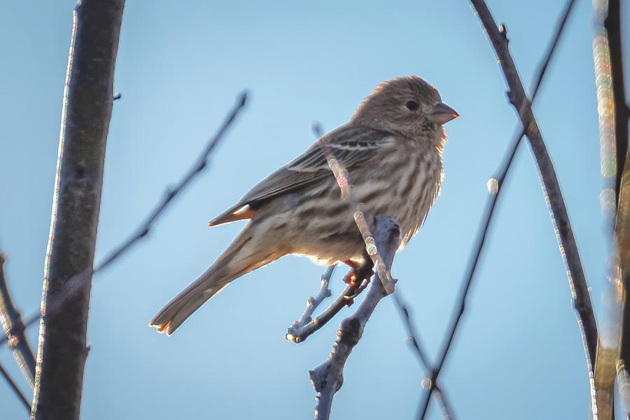 House Finch Tiny Bird Perched On A Tree #14 Photograph by Alex Grichenko