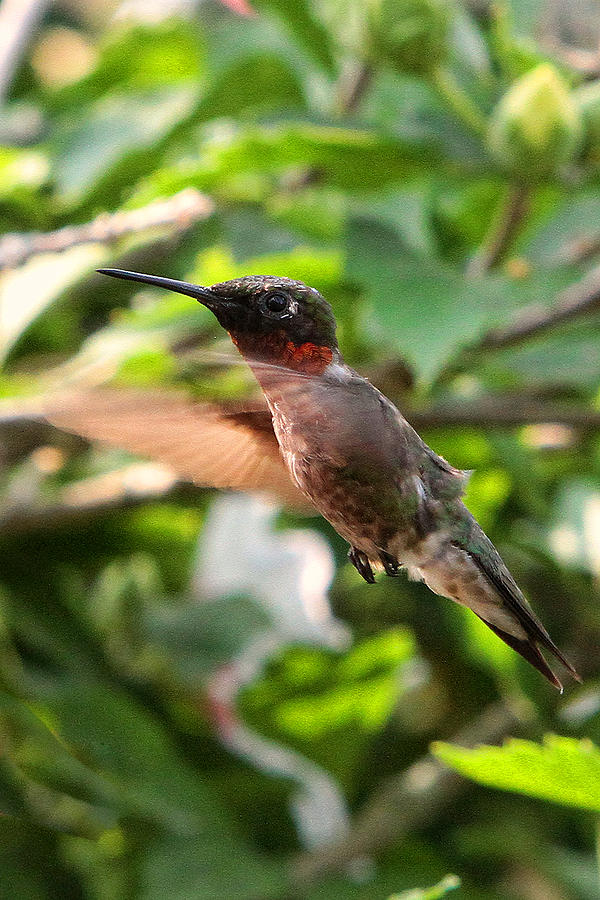 Hummingbird #14 Photograph by John Freidenberg