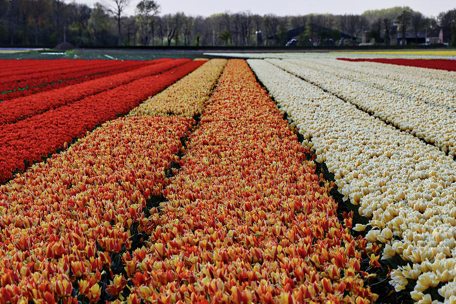 Keukenhof Lisse Tulips Holland Netherlands #14 Photograph by Paul James Bannerman