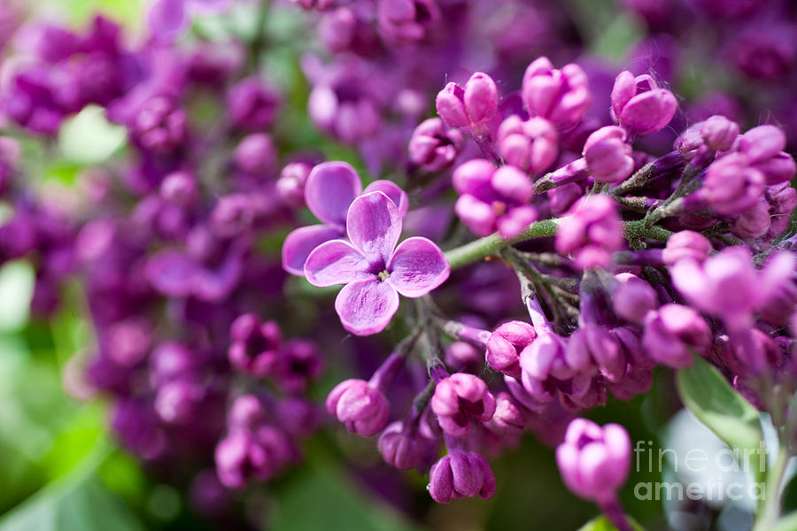 Lilac Photograph