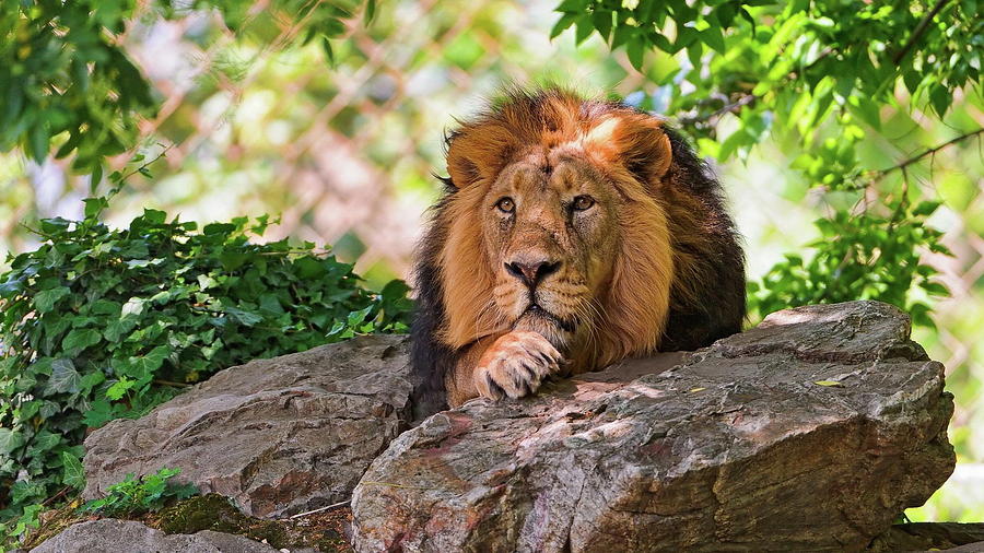 Wildlife Photograph - Lion #14 by Jackie Russo