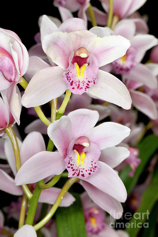 Orchids #14 Photograph by Anthony Totah