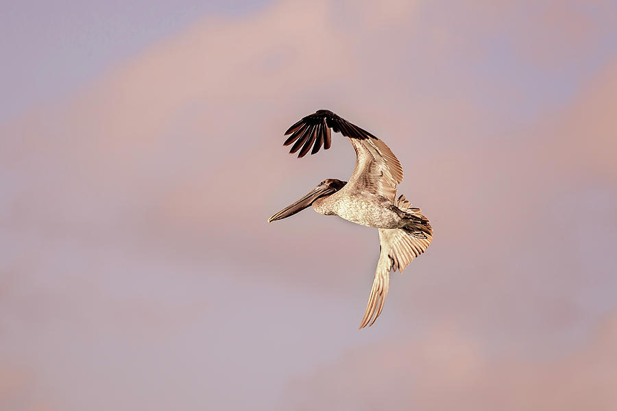 Pelican #14 Photograph by Peter Lakomy