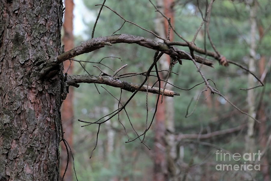 Pine Twigs #3 Photograph by Dariusz Gudowicz