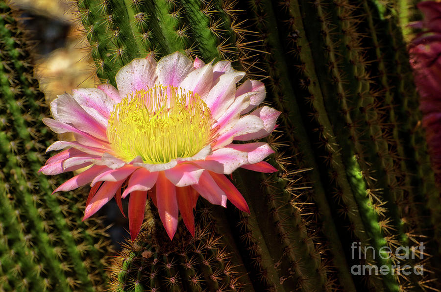 Flowers Still Life Photograph - Pink cactus flower #14 by Jim And Emily Bush