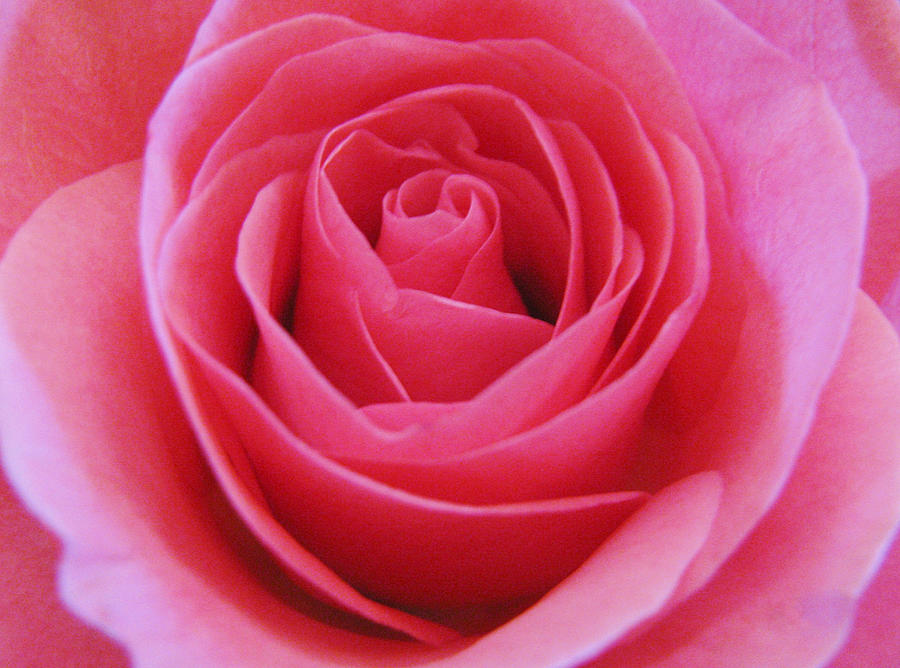 Flower Photograph - Pink Rose #14 by Carol Welsh