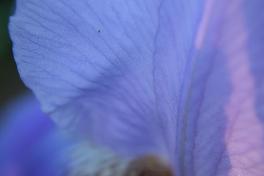 Purple Iris #14 Photograph by Curtis Krusie