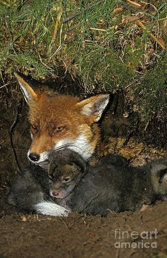 Red Fox Vulpes Vulpes #14 Photograph by Gerard Lacz