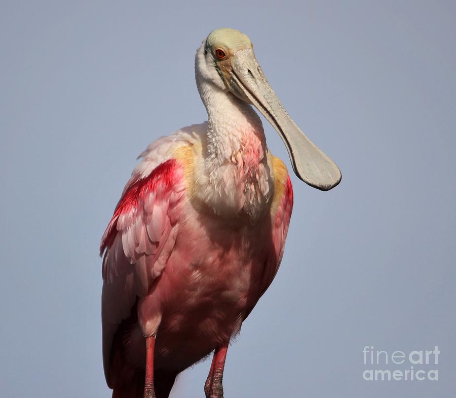 Roseate Spoonbill #14 Photograph by Paulette Thomas