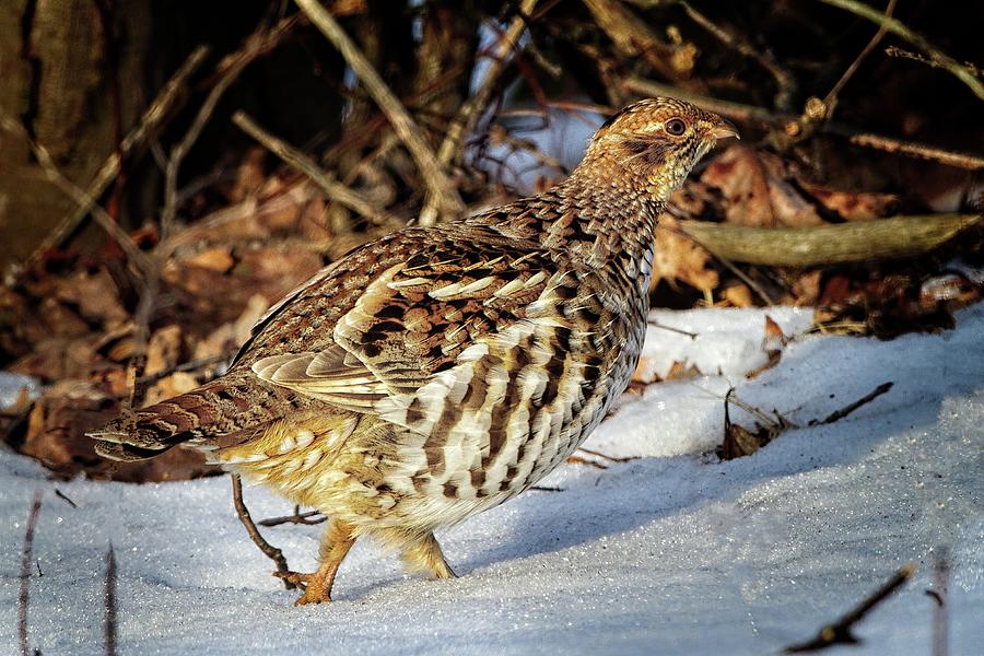 Ruffed Grouse by Ronald Lutz Ruffed Grouse by Ronald Lutz