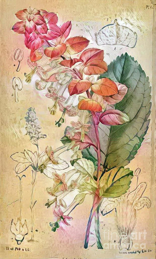 Shabby Chic Botanical Flowers #14 Digital Art by Amy Cicconi