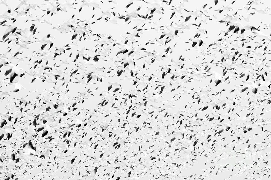 Snow Geese Migration #14 Photograph by Jim Corwin