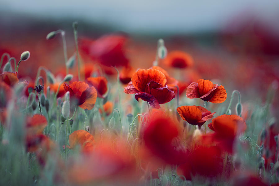 Poppy Photograph - Summer Poppy Meadow #14 by Nailia Schwarz
