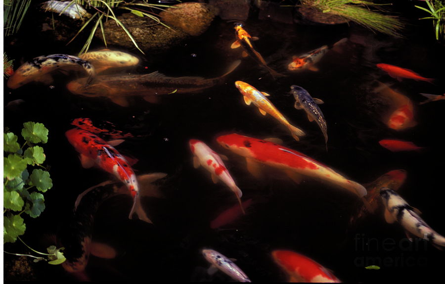 The Koi Pond #14 Photograph by Marc Bittan