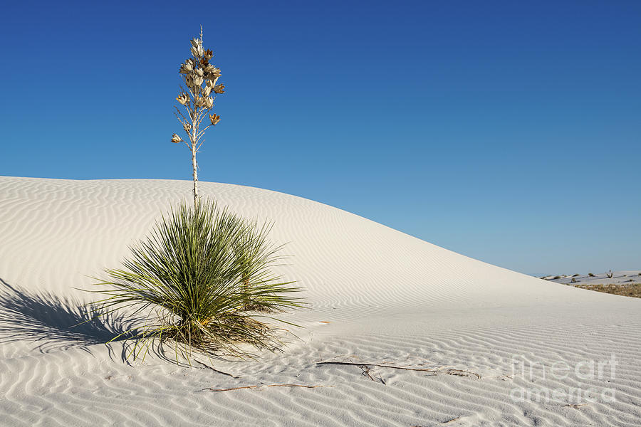 White Sands National Monument Photograph - The unique and beautiful White Sands National Monument in New Mexico. #14 by Jamie Pham